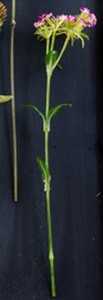 Sweet William Stem