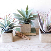 Succulent in Square Pot